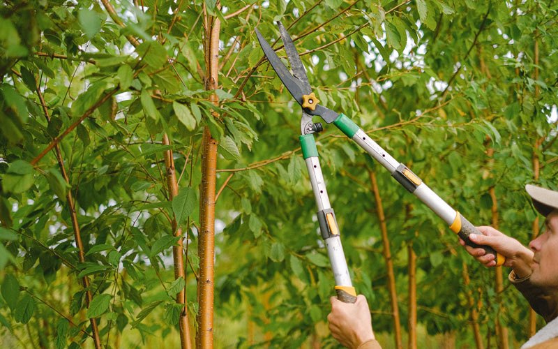 Tree trimming in Sugar Land, TX